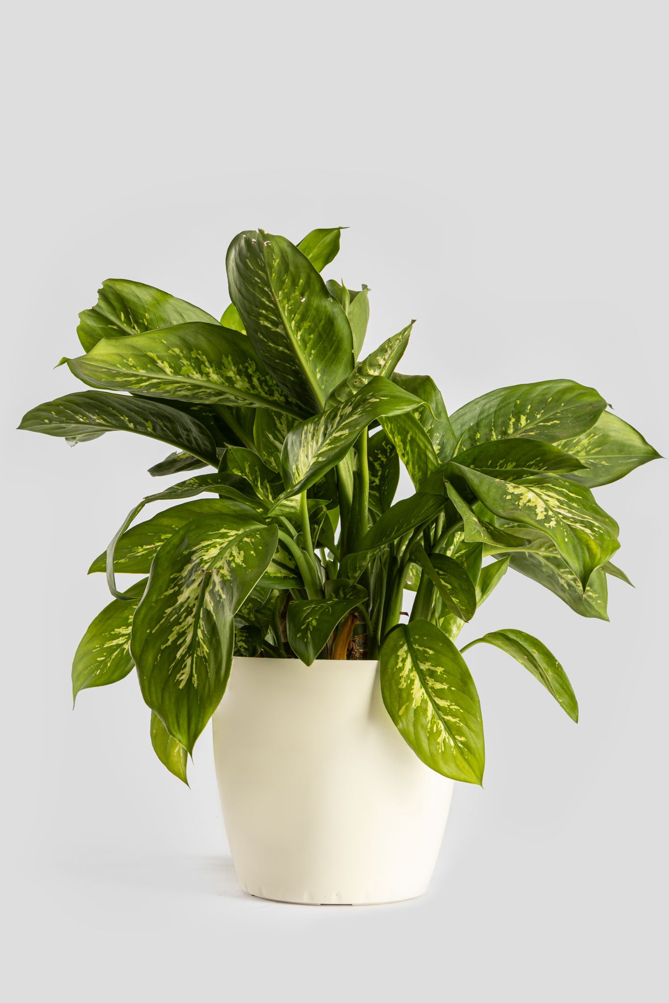 Ντιφενμπάχια 60cm