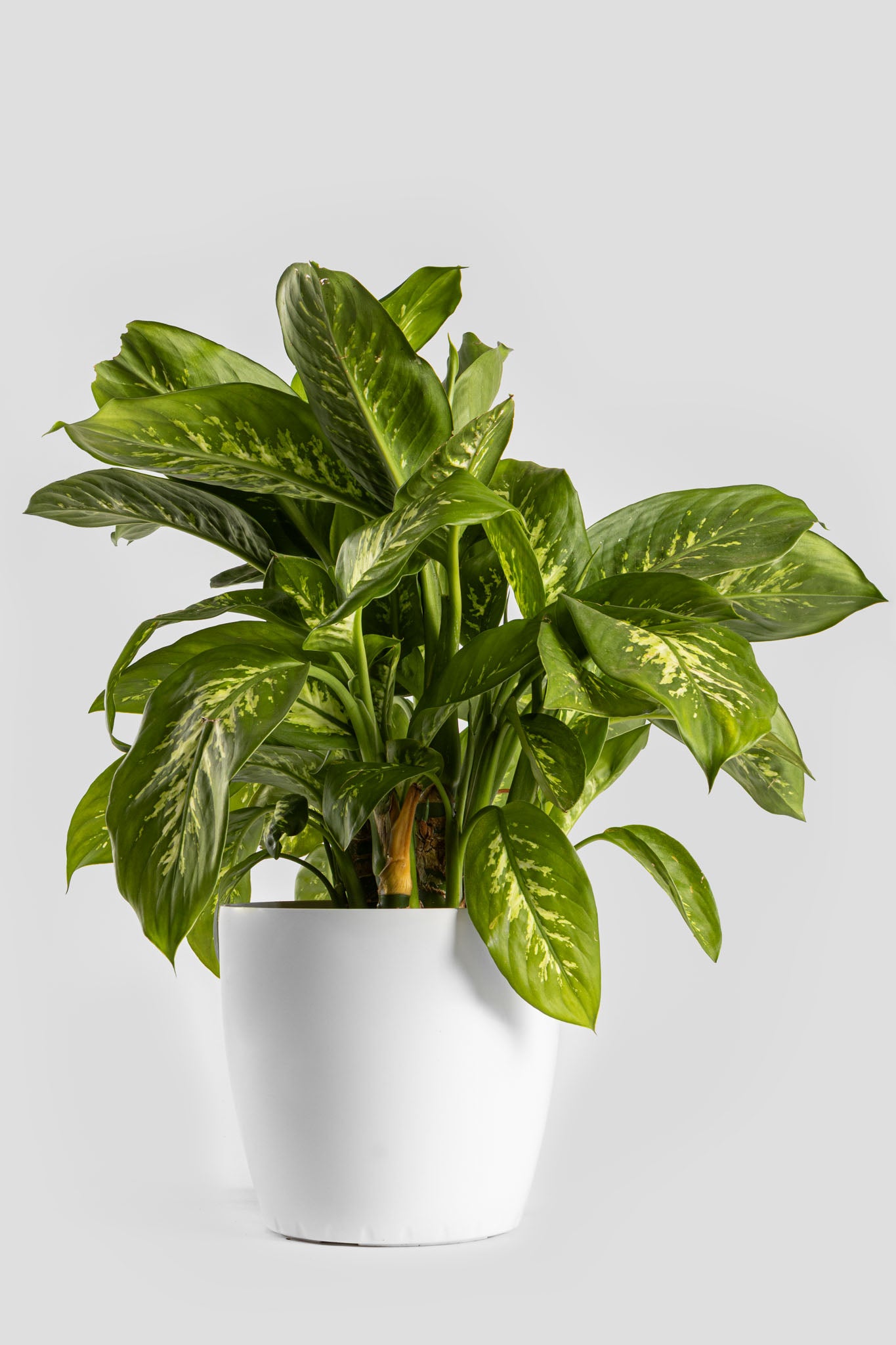 Ντιφενμπάχια 60cm