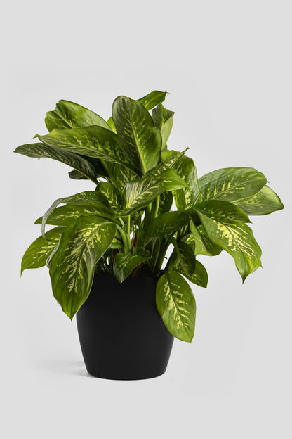 Ντιφενμπάχια 60cm