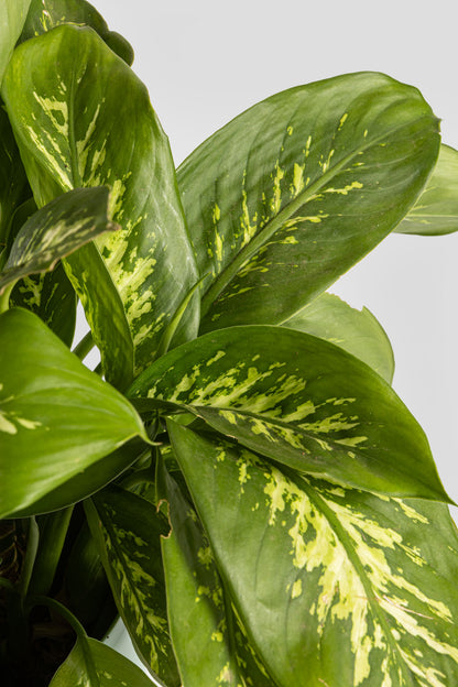 Ντιφενμπάχια 60cm