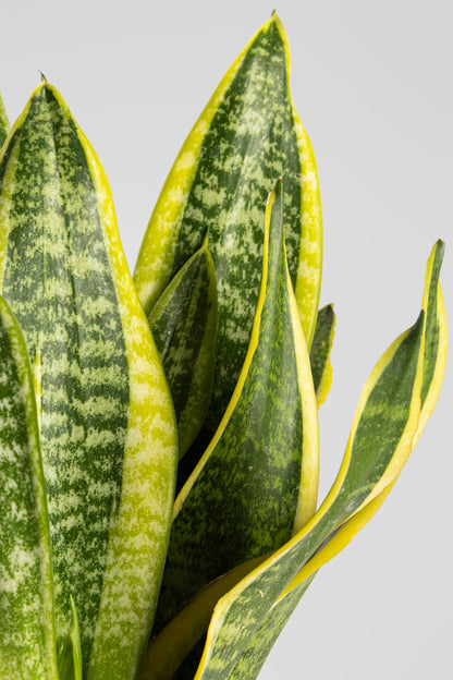 Σανσιβέρια 30-40cm