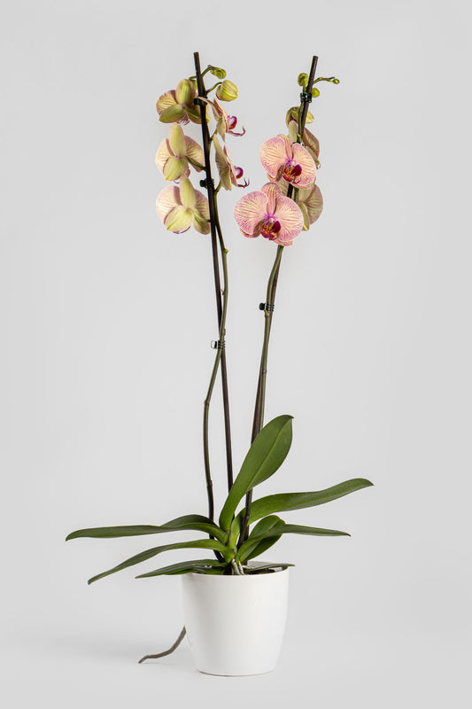 Ορχιδέα Φαλαινόψις Λευκή - Ρόζ 75cm