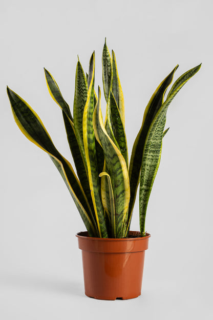Σανσιβέρια 60-70cm