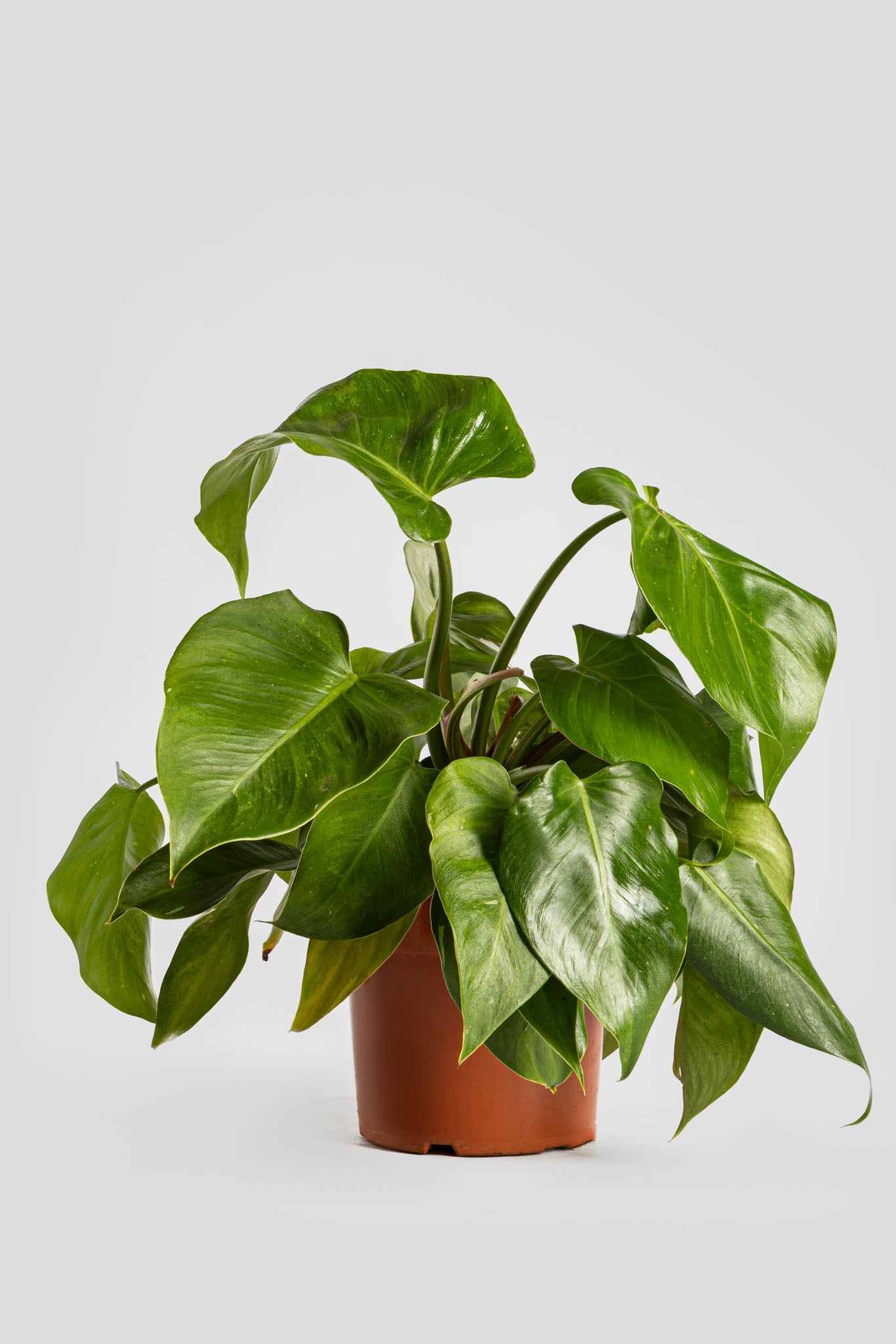 Φυλλόδεντρο White Princess 40cm