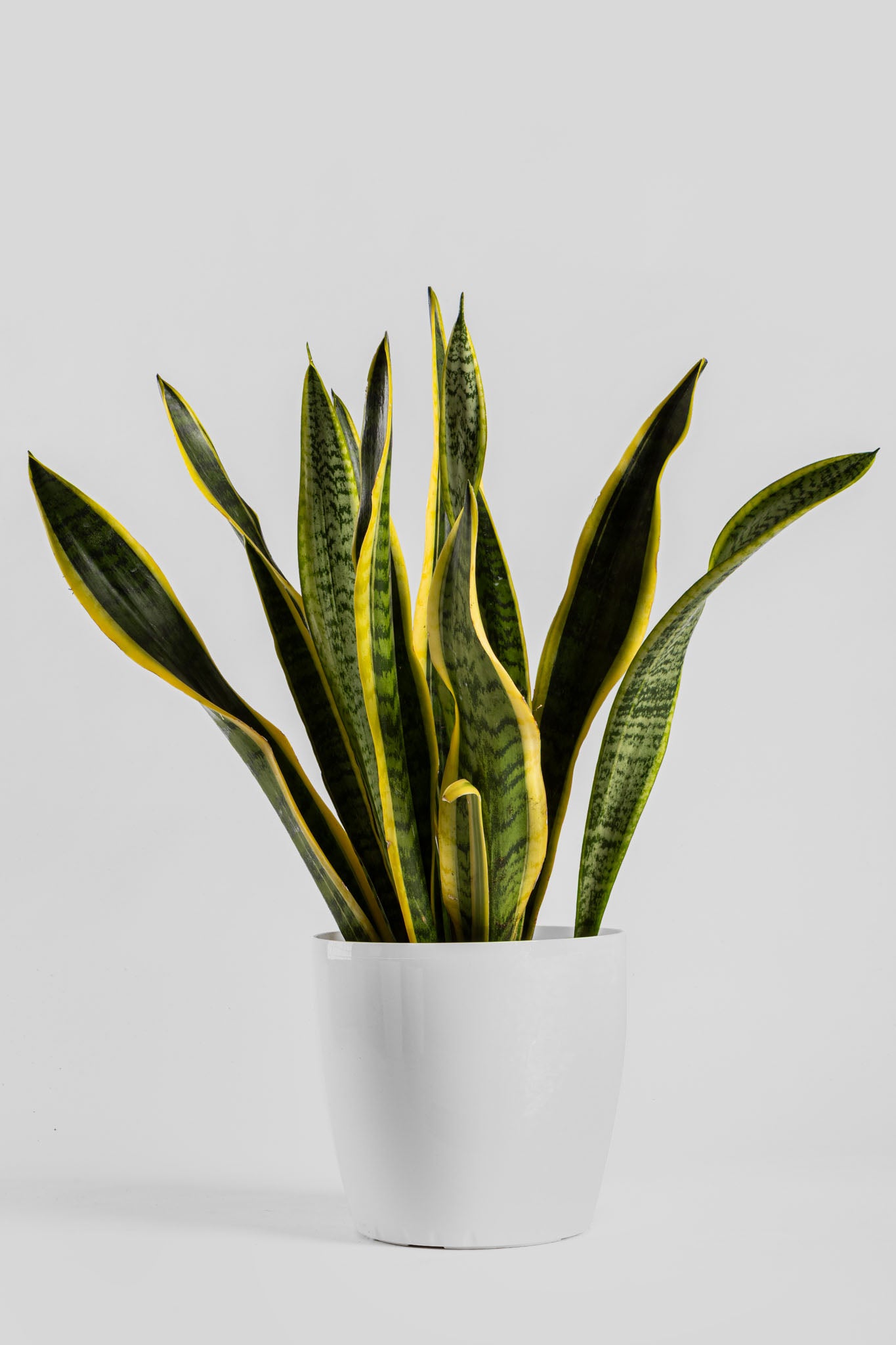 Σανσιβέρια 60-70cm