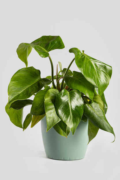 Φυλλόδεντρο White Princess 40cm