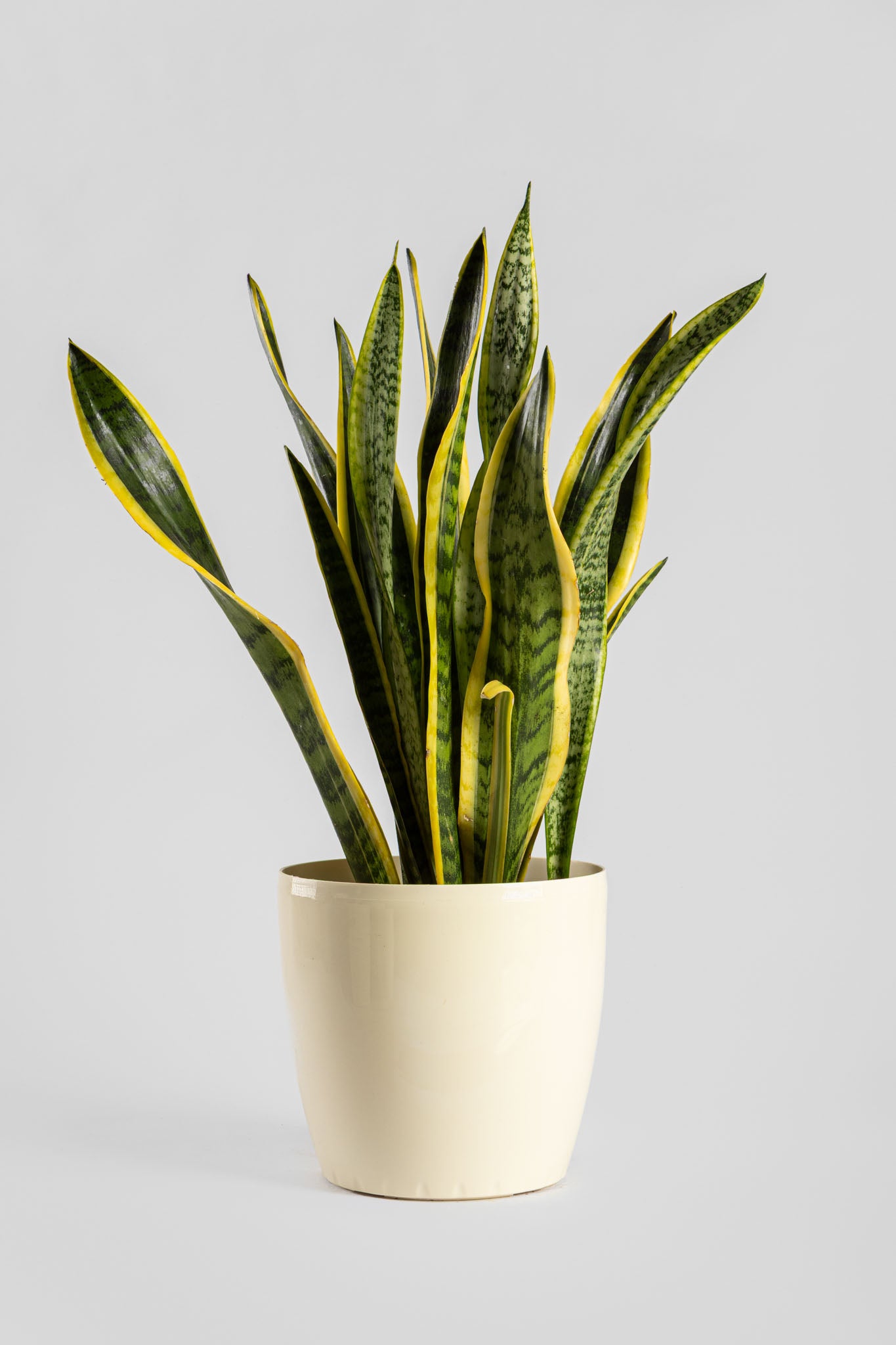 Σανσιβέρια 60-70cm