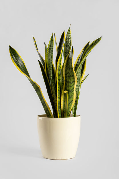 Σανσιβέρια 60-70cm