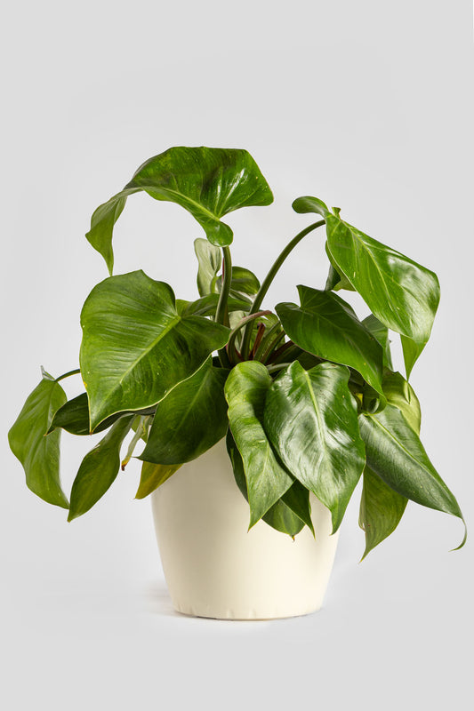 Φυλλόδεντρο White Princess 40cm