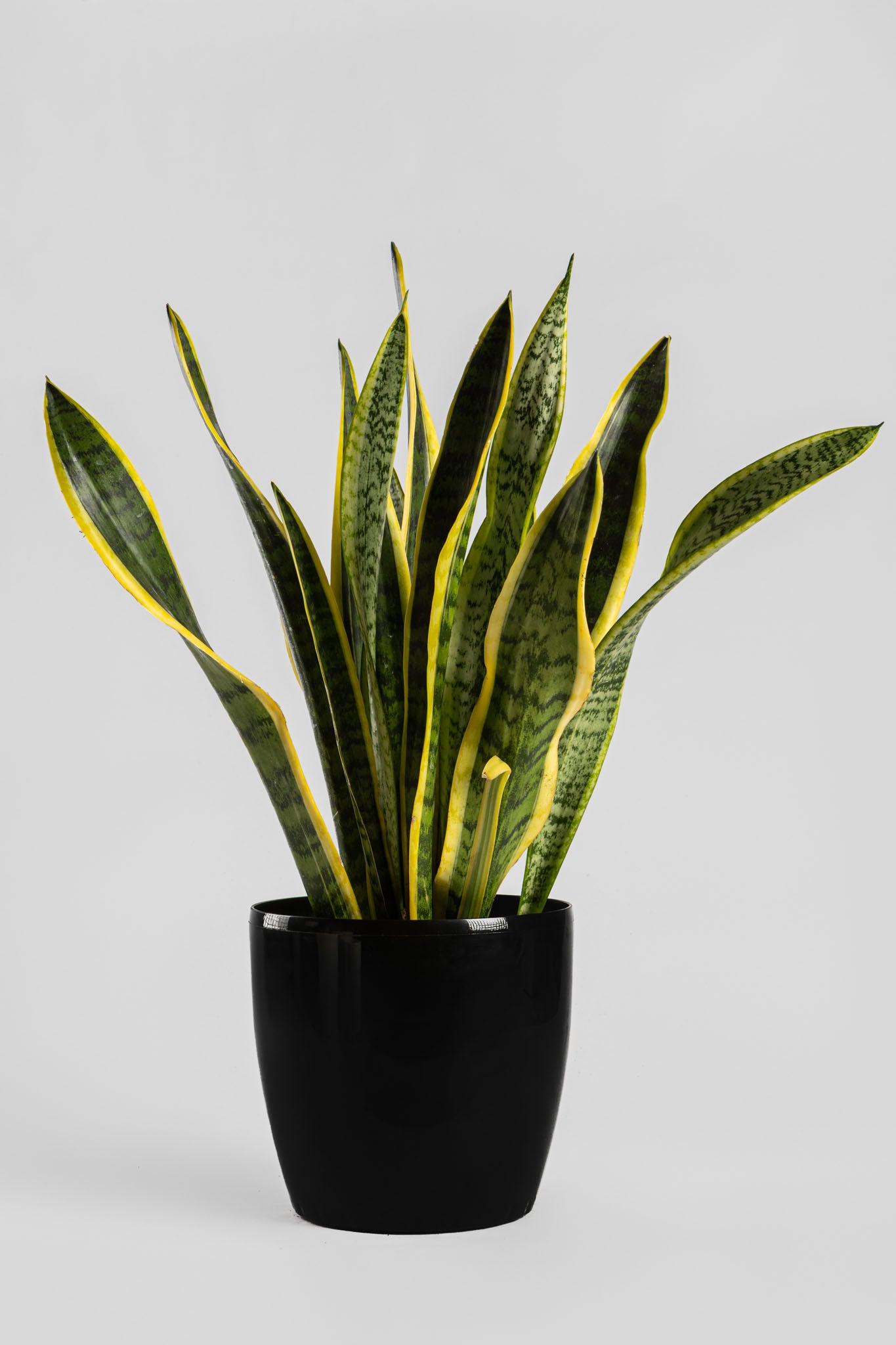 Σανσιβέρια 60-70cm