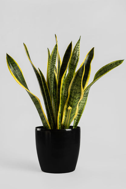 Σανσιβέρια 60-70cm