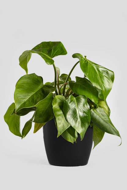 Φυλλόδεντρο White Princess 40cm