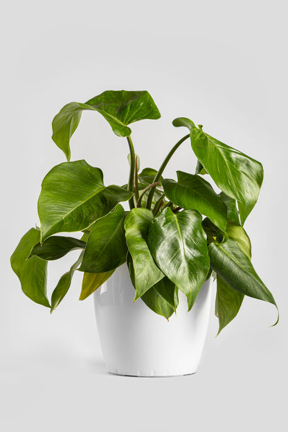 Φυλλόδεντρο White Princess 40cm