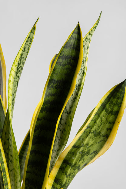 Σανσιβέρια 60-70cm