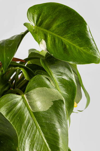 Φυλλόδεντρο White Princess 40cm