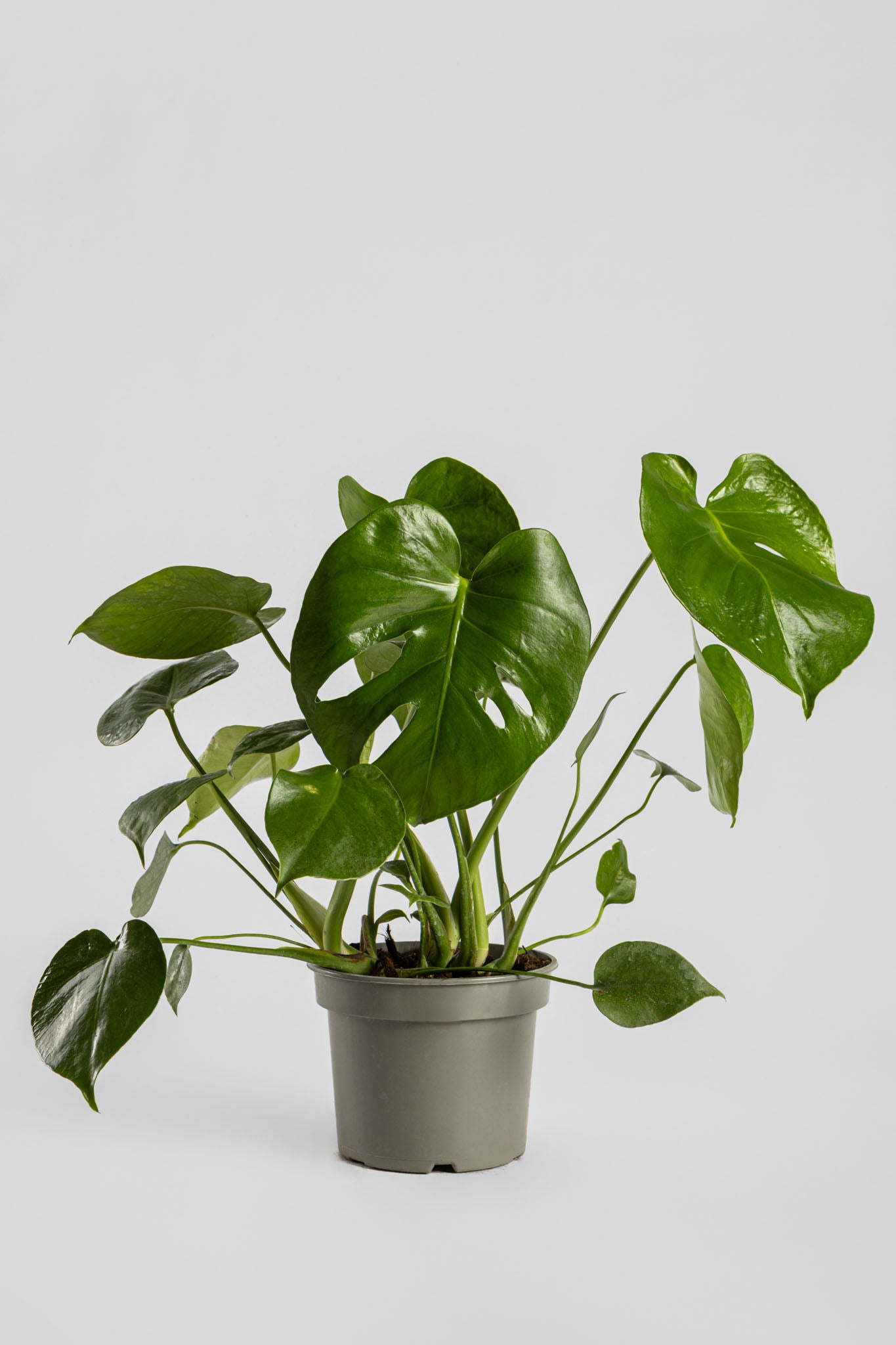 Μονστέρα 50cm