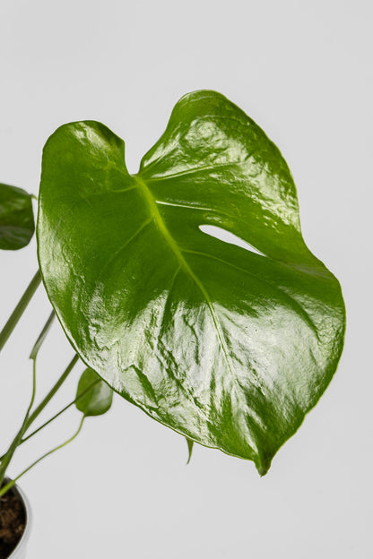 Μονστέρα 50cm