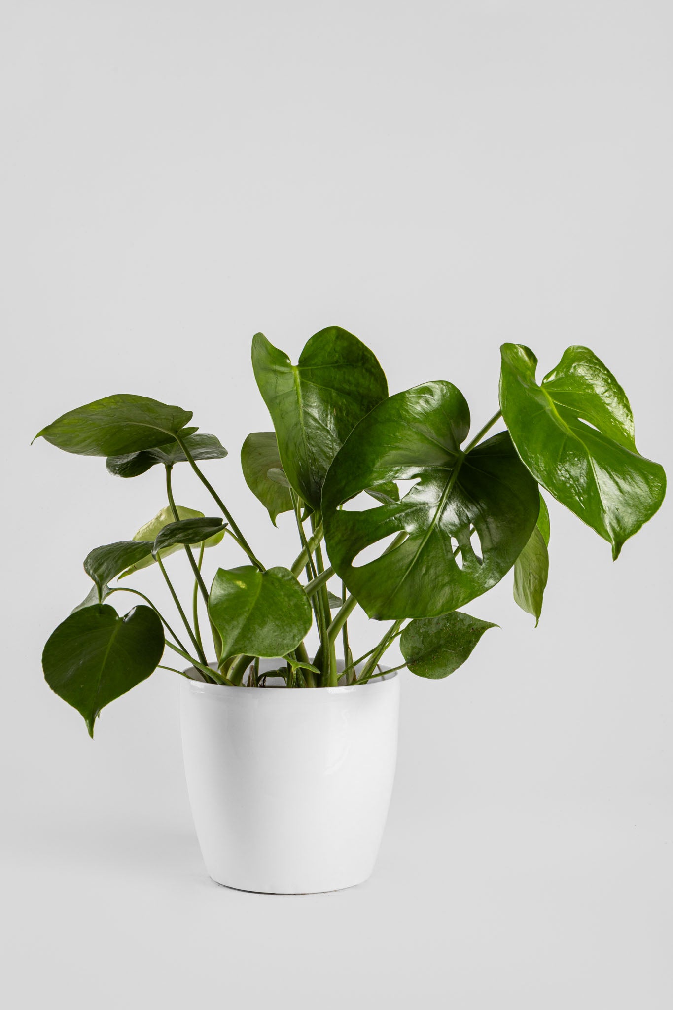 Μονστέρα 50cm