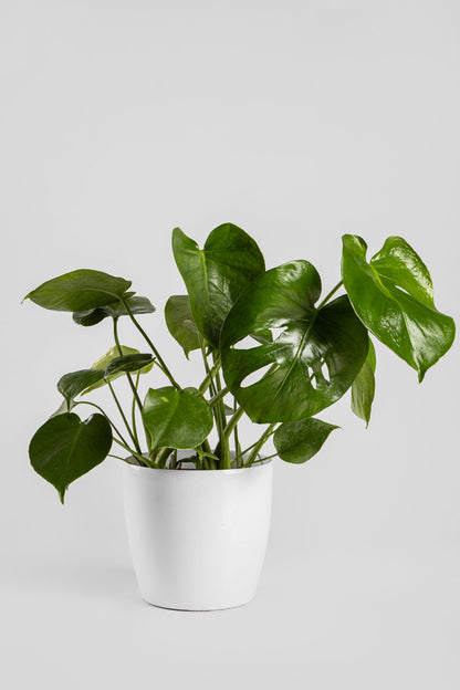 Μονστέρα 50cm