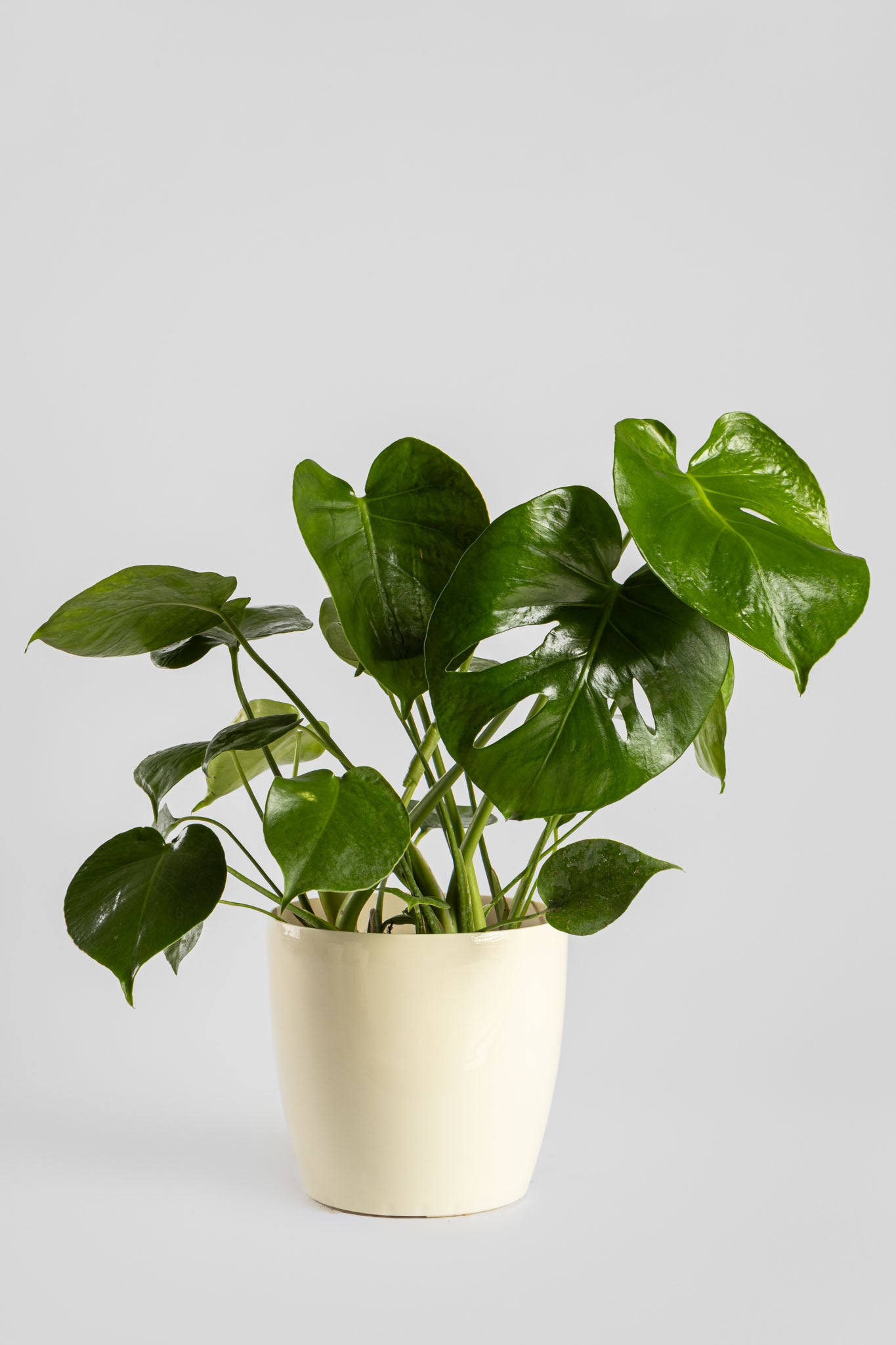 Μονστέρα 50cm