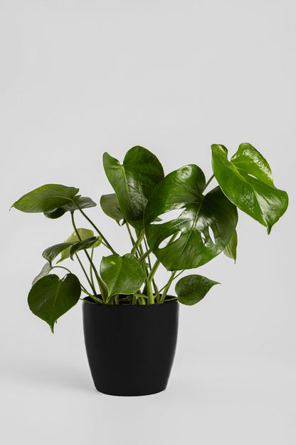 Μονστέρα 50cm