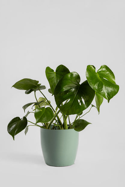 Μονστέρα 50cm