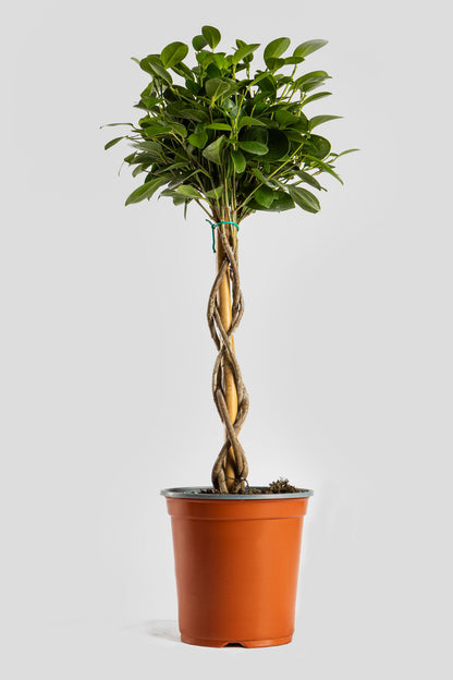 Φίκος Moclame 70cm