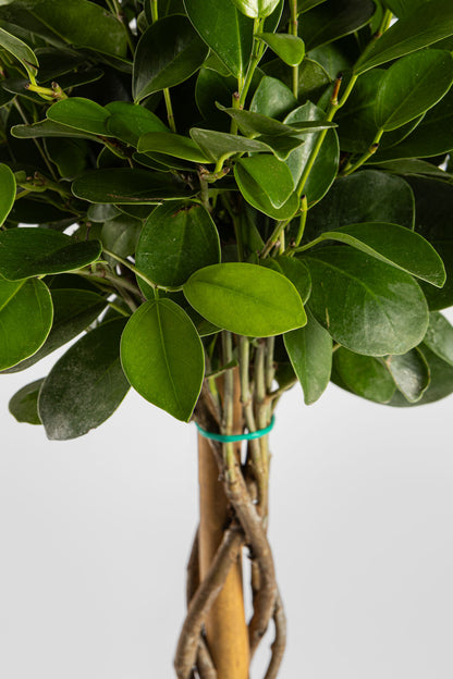 Φίκος Moclame 70cm