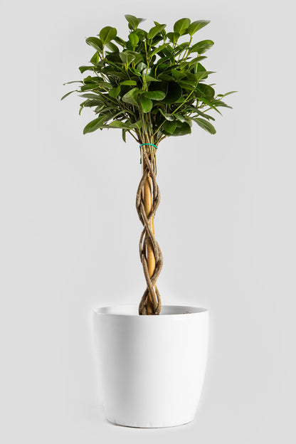 Φίκος Moclame 70cm