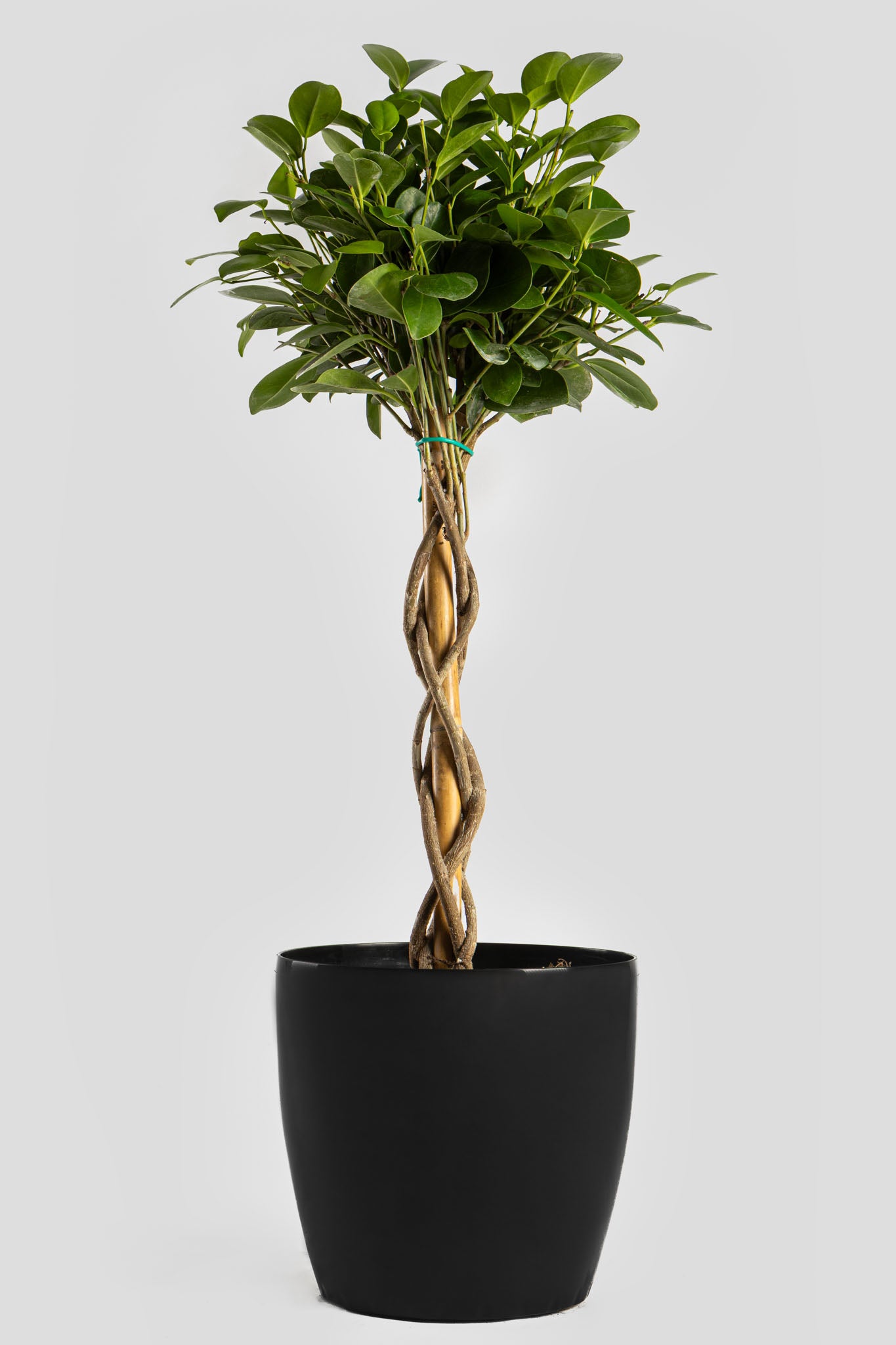 Φίκος Moclame 70cm