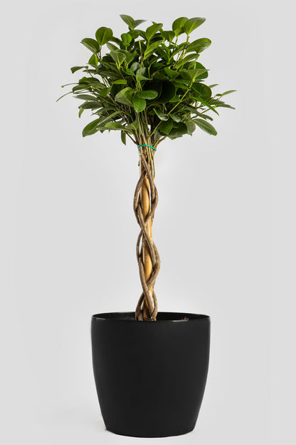 Φίκος Moclame 70cm