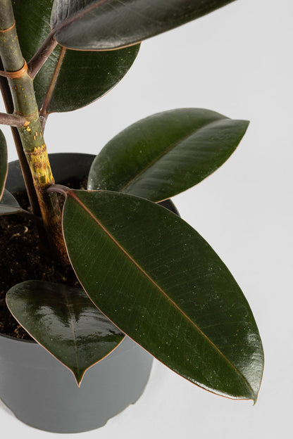 Φίκος Ελάστικα Robusta 60cm