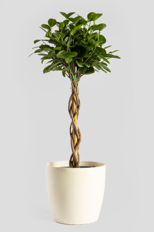 Φίκος Moclame 70cm