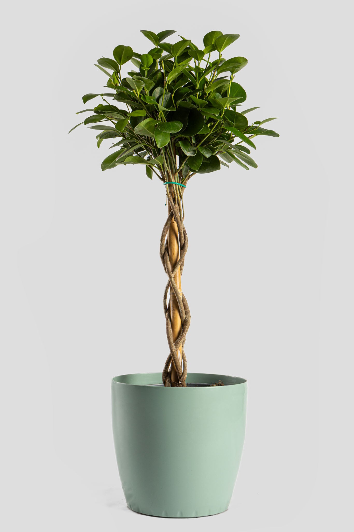 Φίκος Moclame 70cm