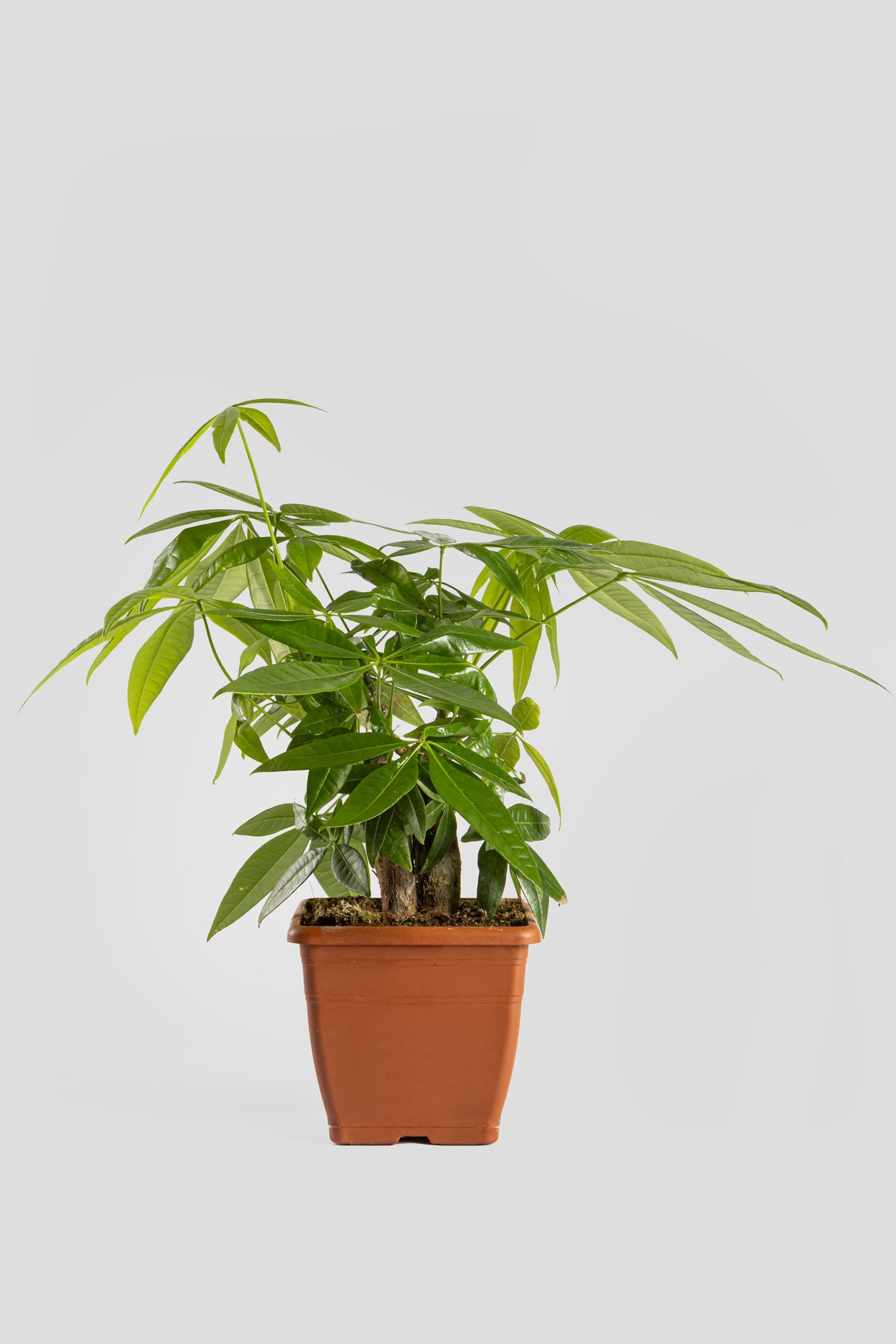 Παχύρα Μπονσάι 40cm