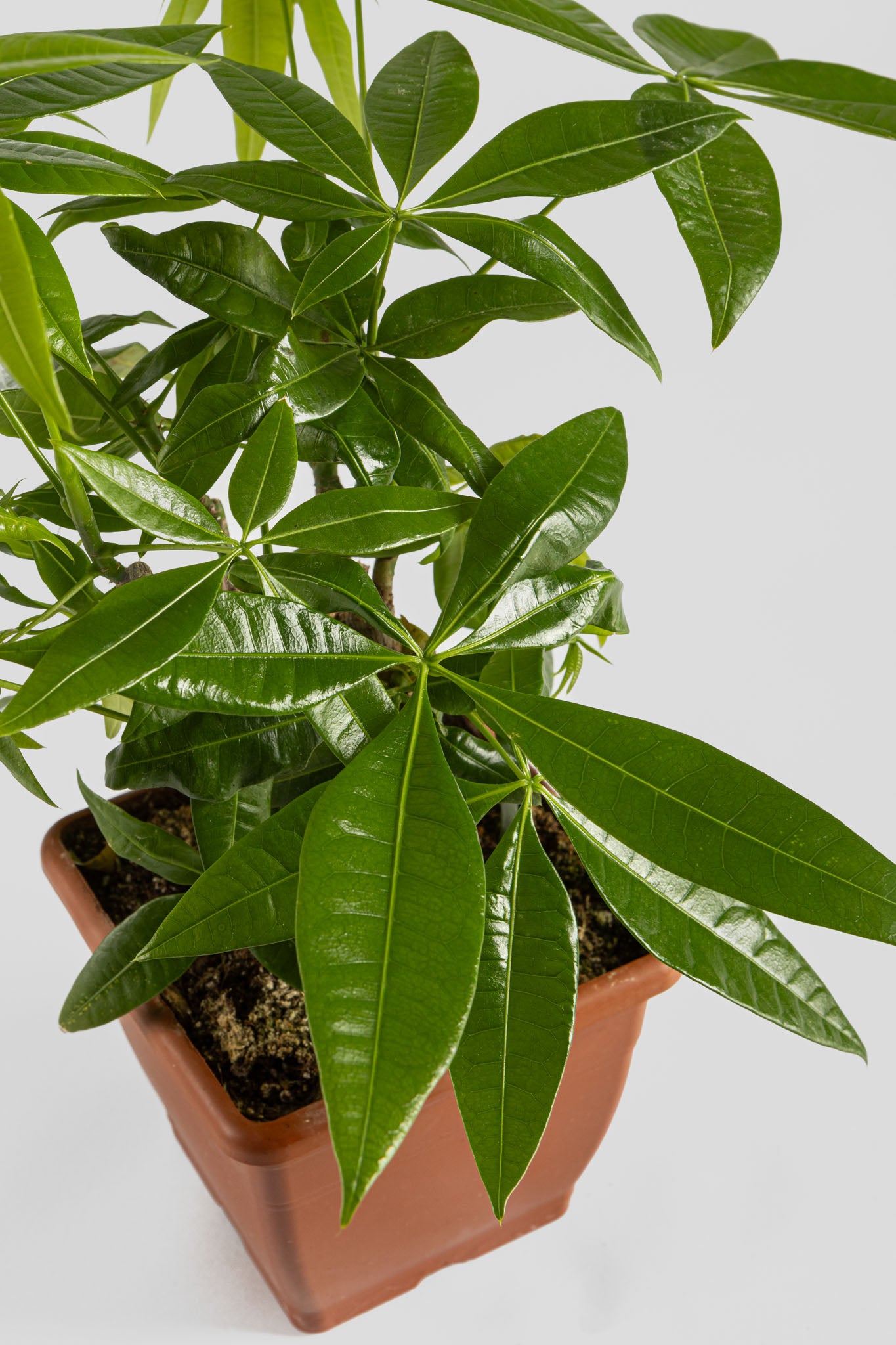 Παχύρα Μπονσάι 40cm