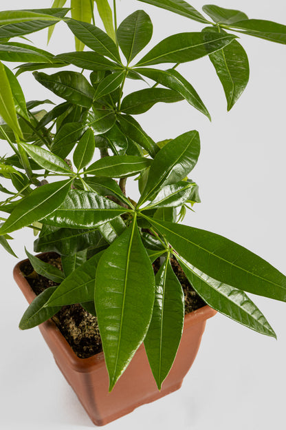 Παχύρα Μπονσάι 40cm