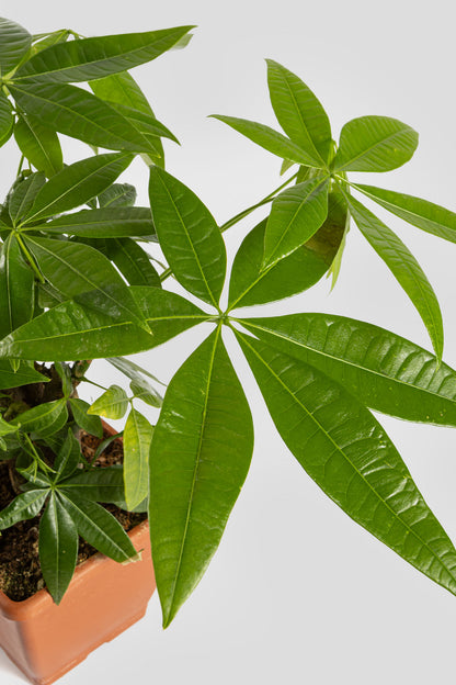 Παχύρα Μπονσάι 40cm