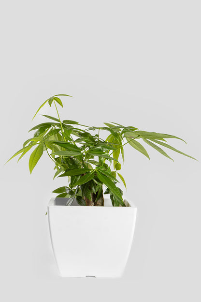 Παχύρα Μπονσάι 40cm