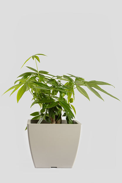 Παχύρα Μπονσάι 40cm