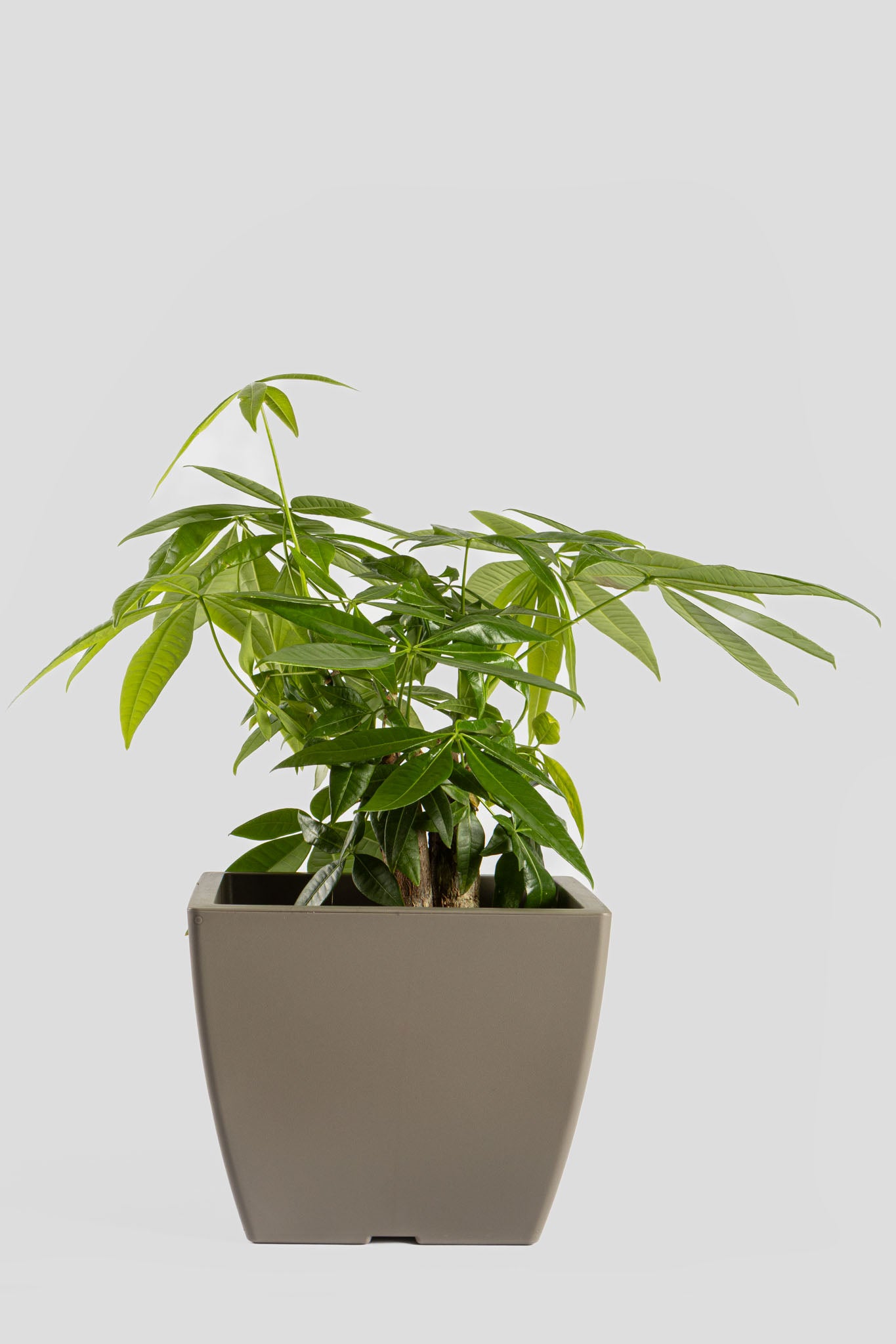 Παχύρα Μπονσάι 40cm