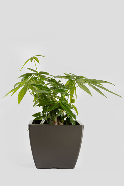 Παχύρα Μπονσάι 40cm