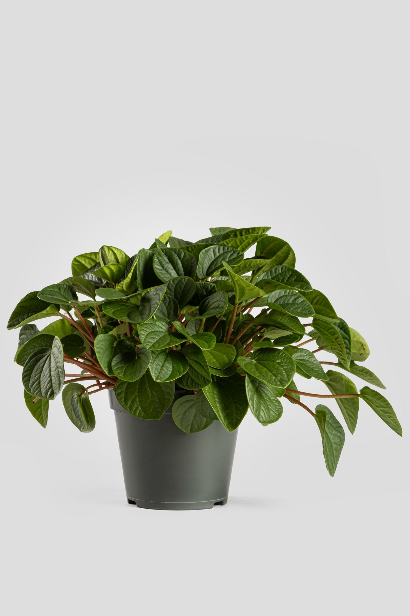 Πεπερόμια Albovittata 30cm