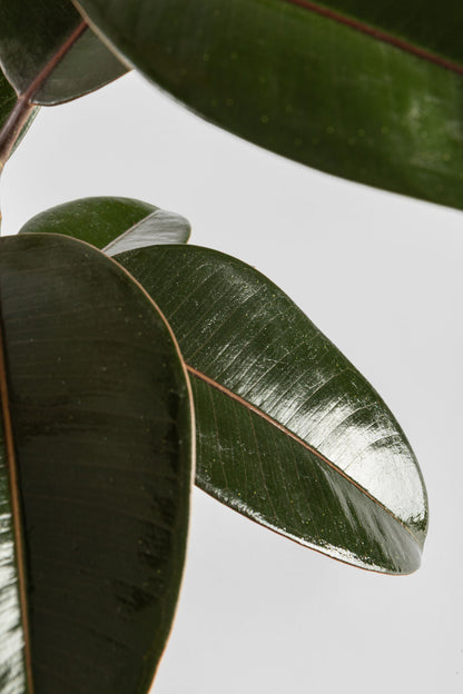 Φίκος Ελάστικα Robusta 60cm