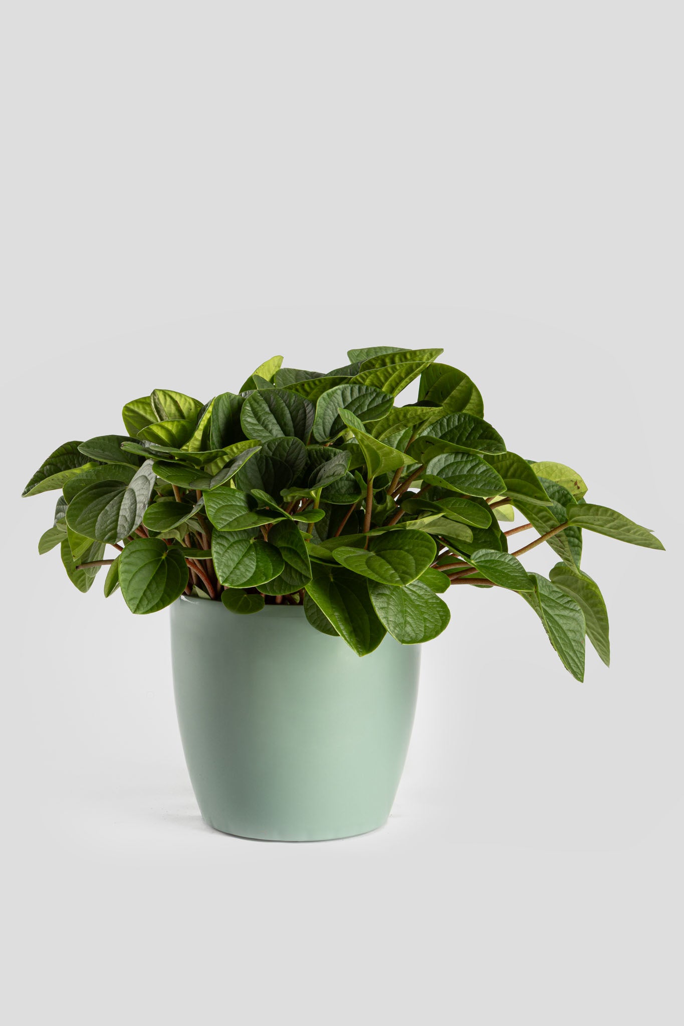 Πεπερόμια Albovittata 30cm