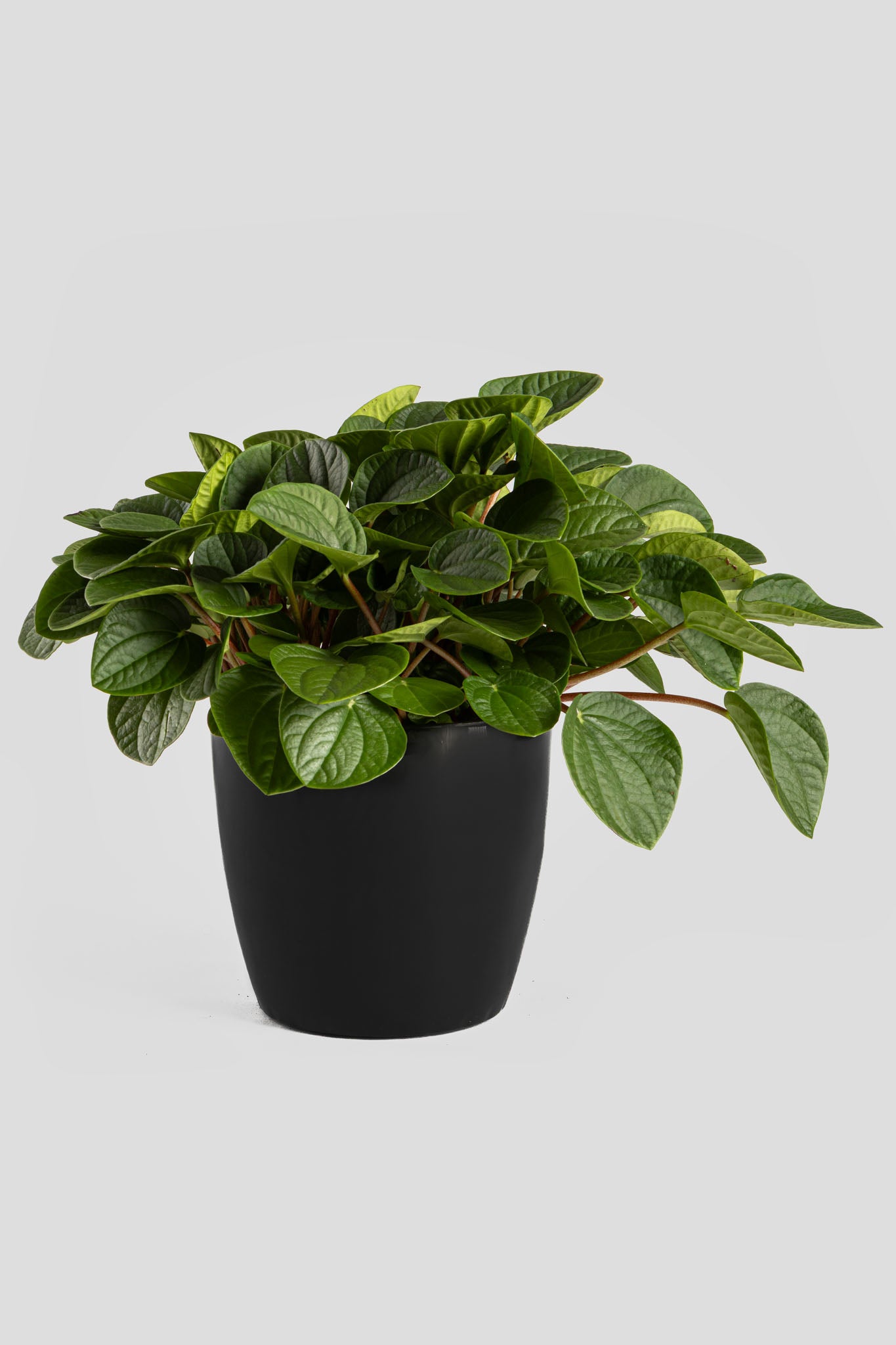 Πεπερόμια Albovittata 30cm