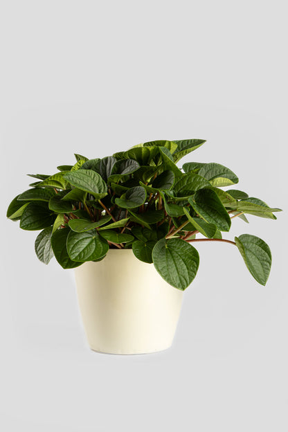 Πεπερόμια Albovittata 30cm