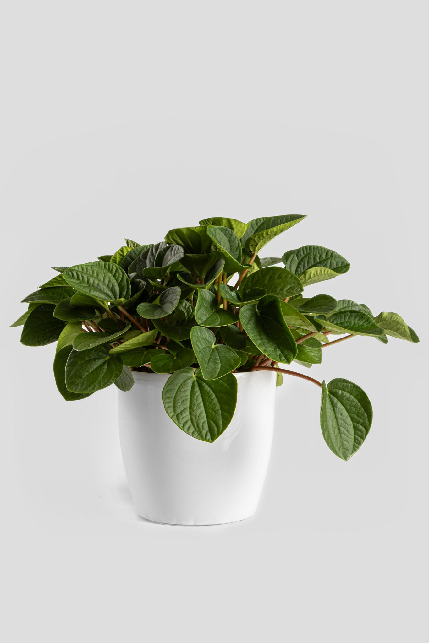 Πεπερόμια Albovittata 30cm