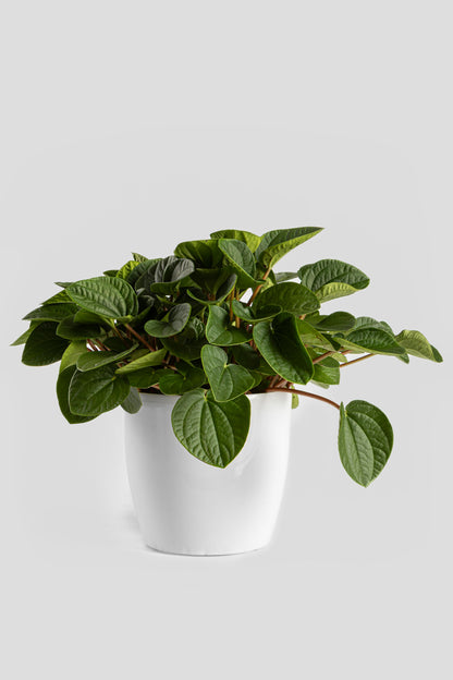 Πεπερόμια Albovittata 30cm