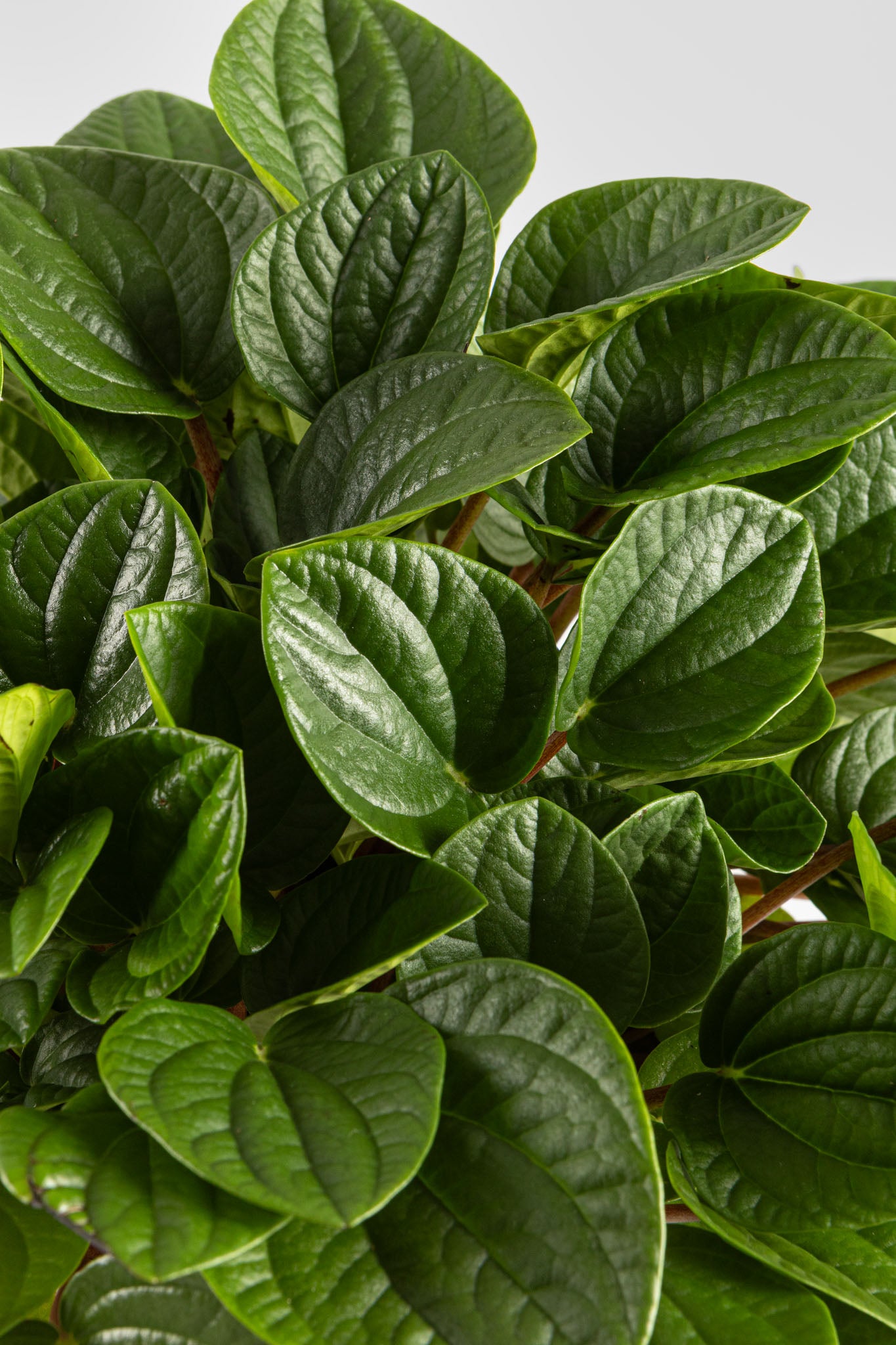 Πεπερόμια Albovittata 30cm